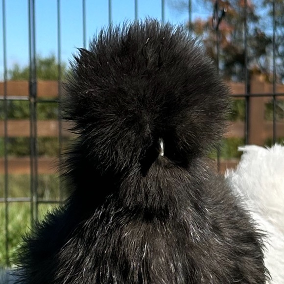 Meet your Posher, Audrey - Picture 2 of 14